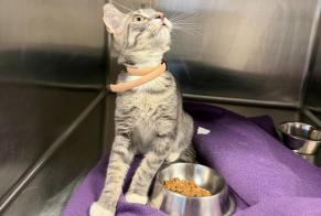 Discovery alert Cat  Male Marseille France