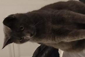 Disappearance alert Cat  Male , 7 years Saumur France