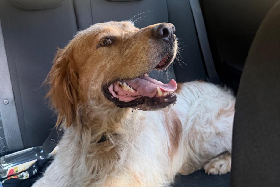 Discovery alert Dog miscegenation Male Bastelica France