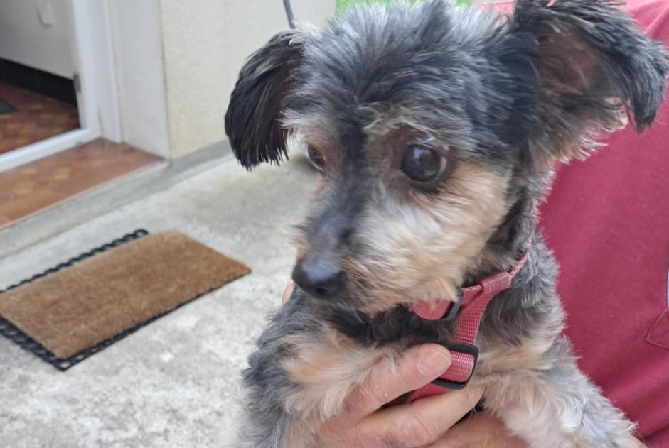 Discovery alert Dog  Female Chameyrat France