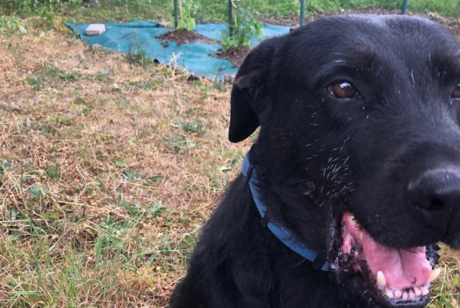 Disappearance alert Dog miscegenation Male , 8 years Montbeugny France