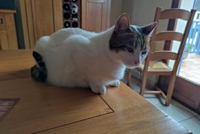 Disappearance alert Cat  Male , 5 years Servant France