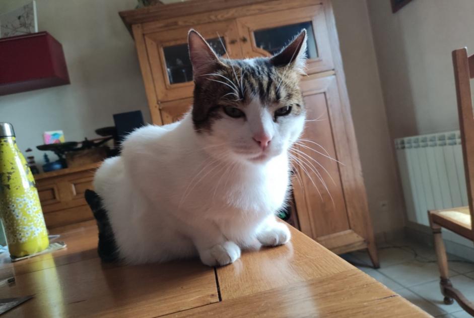 Disappearance alert Cat  Male , 5 years Servant France