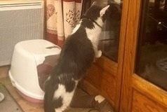 Disappearance alert Cat miscegenation Female , 3 years Chuelles France