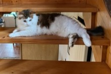 Disappearance alert Cat Male , 5 years Tréogan France