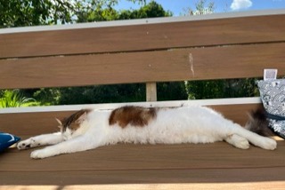 Disappearance alert Cat Male , 5 years Tréogan France