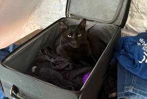 Disappearance alert Cat Male , 3 years Couëron France
