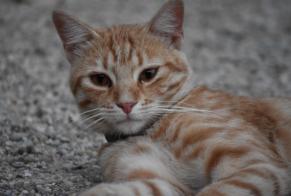 Discovery alert Cat Male Vineuil France