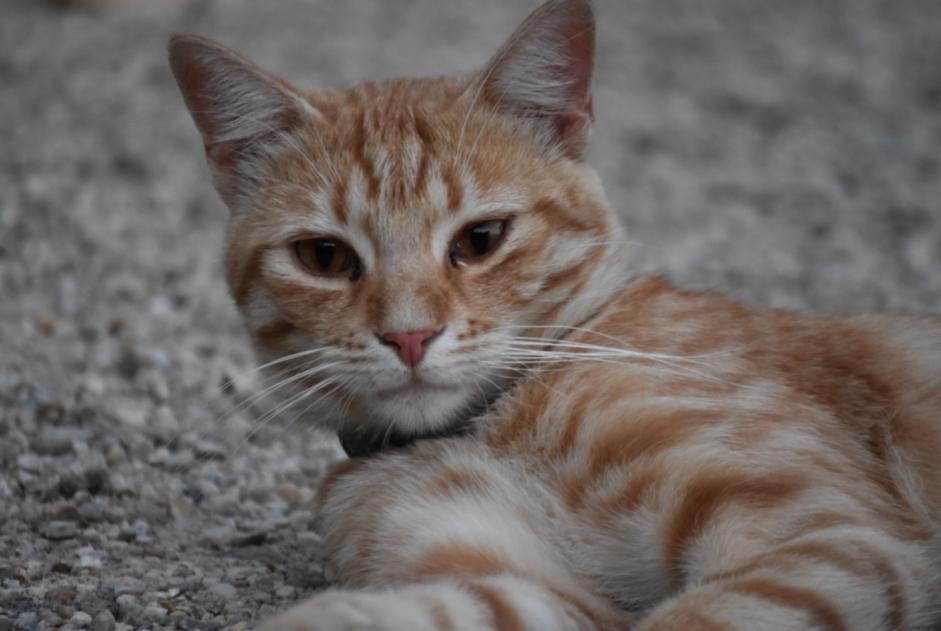 Discovery alert Cat Male Vineuil France