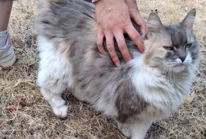 Discovery alert Cat Female , 5 years Longuenée-en-Anjou France