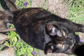 Disappearance alert Cat miscegenation Female , 2 years Thimory France