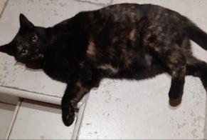 Disappearance alert Cat miscegenation Female , 2 years Thimory France