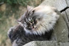 Disappearance alert Cat  Male , 40 years Neuville-sur-Saône France