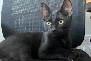 Discovery alert Cat Male Wolfisheim France