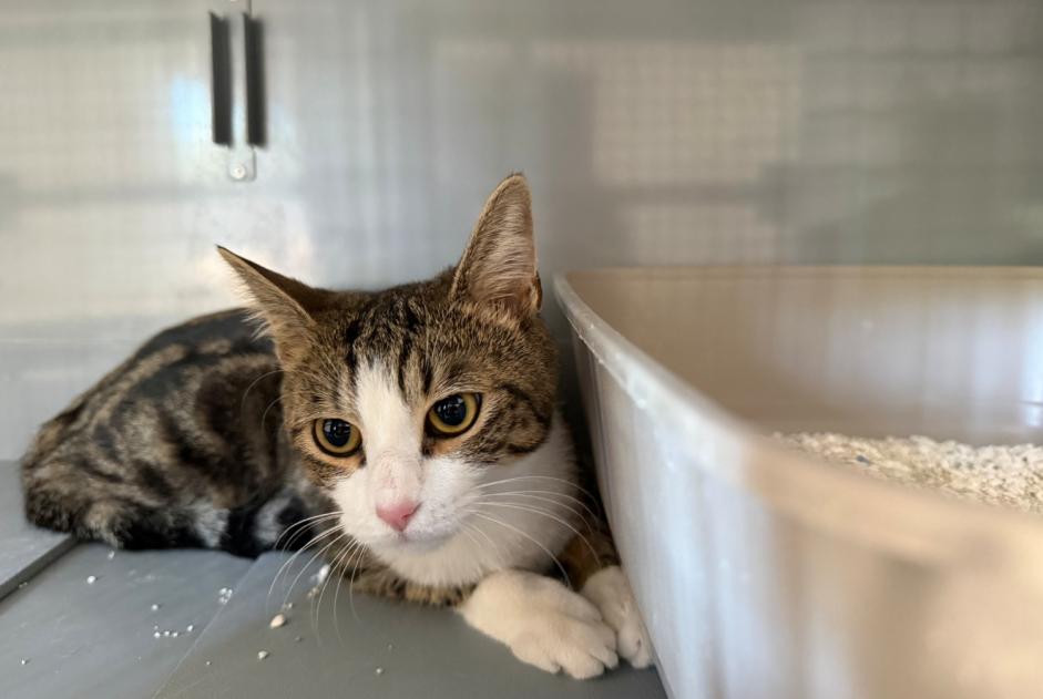Discovery alert Cat  Female , 1 year Poissy France