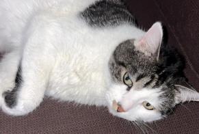 Disappearance alert Cat  Male , 5 years Saint-Père-en-Retz France
