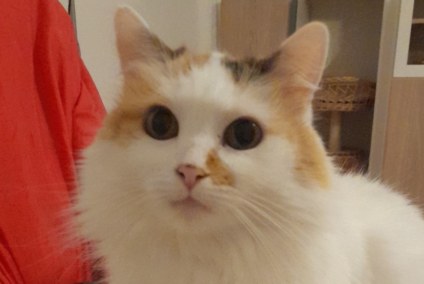 Disappearance alert Cat Female , 9 years Saint-Trivier-de-Courtes France