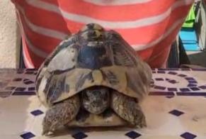 Disappearance alert Tortoise Male , 2026 years Ramonville-Saint-Agne France