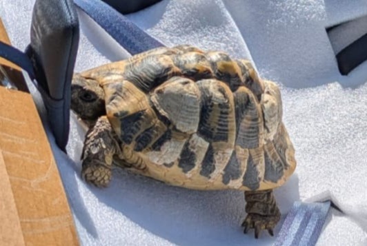 Disappearance alert Tortoise Male , 2026 years Ramonville-Saint-Agne France