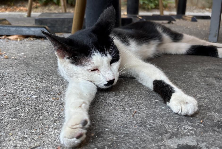 Discovery alert Cat Unknown Giverny France