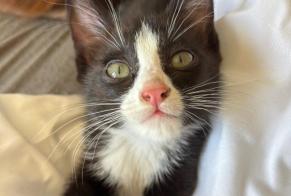Disappearance alert Cat Male , 0 years La Roche-de-Glun France