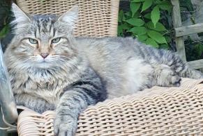 Disappearance alert Cat miscegenation Male , 8 years Guipry-Messac France