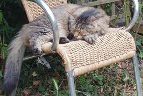 Disappearance alert Cat miscegenation Male , 8 years Guipry-Messac France