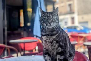 Disappearance alert Cat Female , 6 years Ivry-sur-Seine France