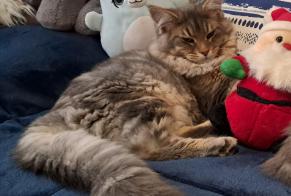 Disappearance alert Cat  Male , 1 years Marennes-Hiers-Brouage France