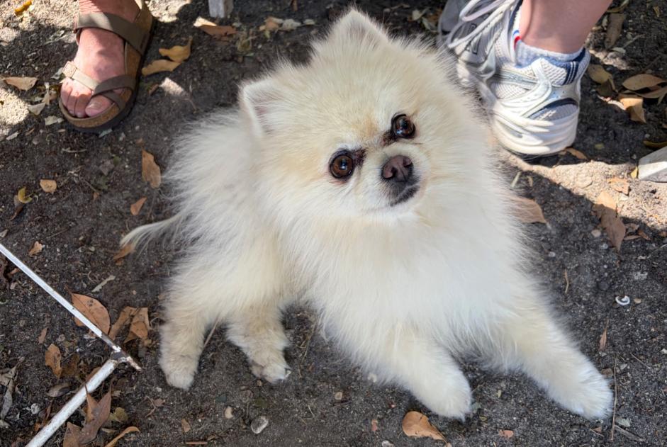 Discovery alert Dog  Male La Courneuve France