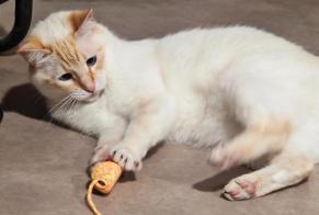 Disappearance alert Cat  Male , 3 years Cugand-la-Bernardière France