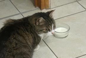 Discovery alert Cat Female Saint-Sébastien-sur-Loire France