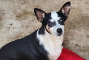Discovery alert Dog Female Bretagne-de-Marsan France