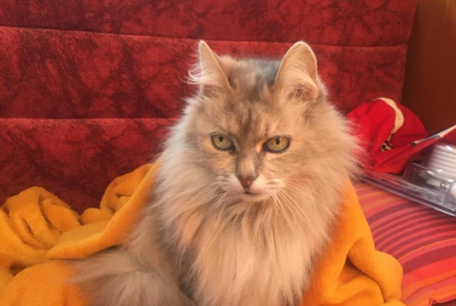 Disappearance alert Cat miscegenation Female , 15 years Les Sables-d'Olonne France