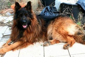 Disappearance alert Dog  Male , 4 years Carnoules France