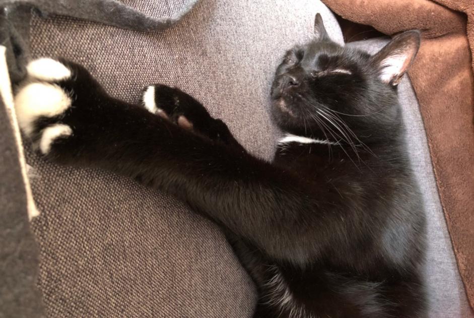 Disappearance alert Cat Male , 12 years Polminhac France