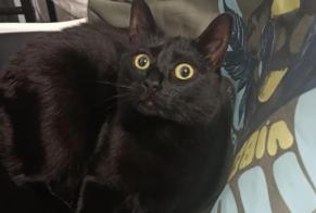 Disappearance alert Cat Female , 1 years Nevers France