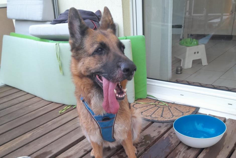 Discovery alert Dog  Female Griesheim-sur-Souffel France
