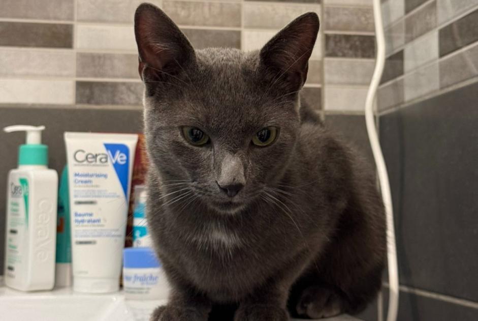Discovery alert Cat Unknown Vert-Saint-Denis France