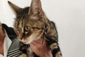 Discovery alert Cat Unknown Grosbreuil France