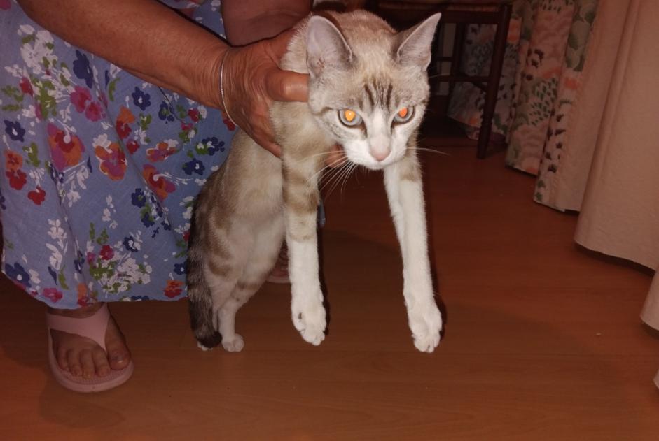 Discovery alert Cat Female Turenne France