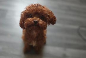 Disappearance alert Dog miscegenation Female , 1 years Lormaison France