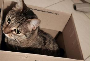 Disappearance alert Cat Female , 4 years Ussel France