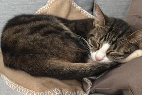 Disappearance alert Cat  Male , 1 years Pléhédel France
