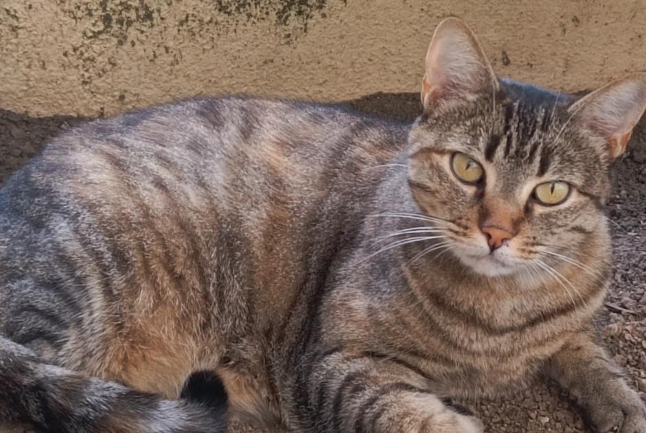 Discovery alert Cat Female Châtellerault France