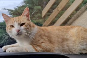 Disappearance alert Cat Male , 2 years Feytiat France