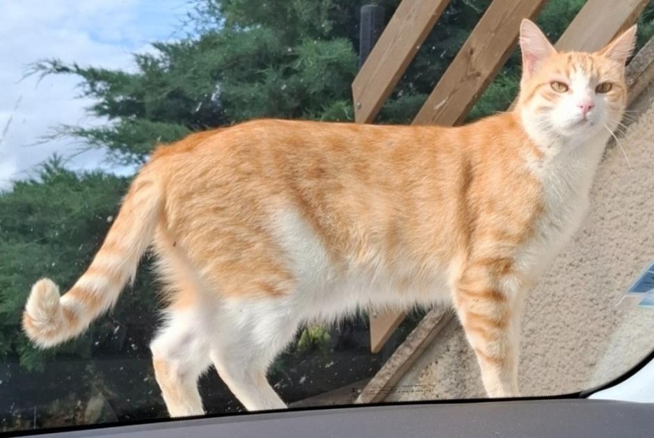 Disappearance alert Cat Male , 2 years Feytiat France