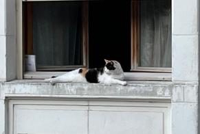 Disappearance alert Cat Female , 17 years Fouras France