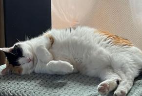 Disappearance alert Cat Female , 17 years Fouras France
