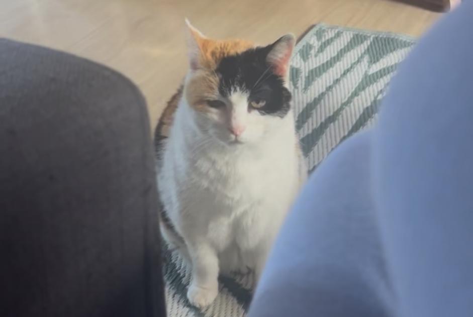 Disappearance alert Cat Female , 17 years Fouras France